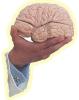 [Hand holding a brain]